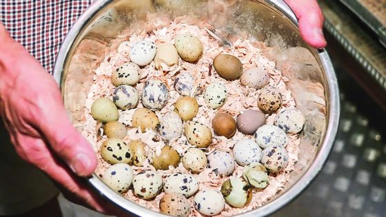 L’élevage de cailles - Gerard Samsoon : «Je le fais avec passion»