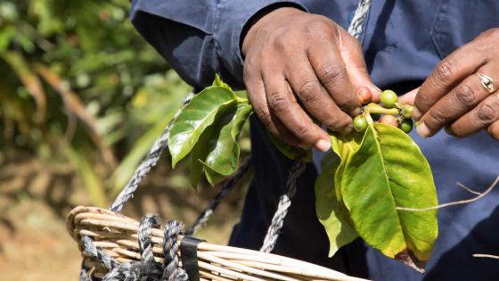 Café de Chamarel : quatre nouvelles saveurs sur le marché