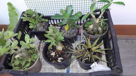 Entrepreneuriat : Harry Sucharan récolte les fruits de ses passions…