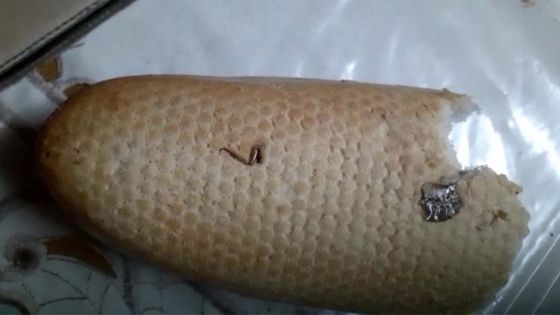 Un cafard encastré sur la croûte de son pain : il déplore l’hygiène d’une boulangerie