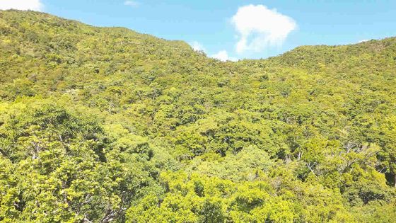 Environnement : l’état de la faune et de la flore inquiète !