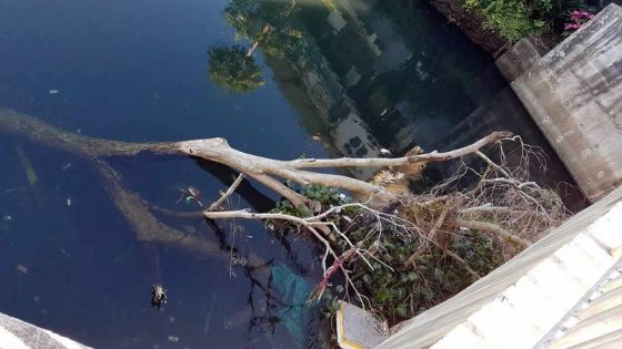 Bel-Air-Rivière-Sèche : les habitants se dressent contre un arbre qui prend racine 