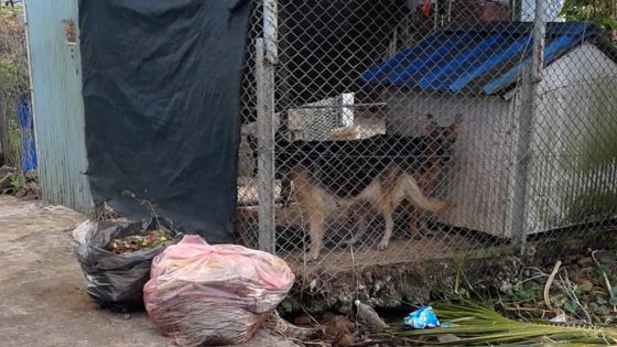 À Plaine-Magnien : une niche incommode les piétons