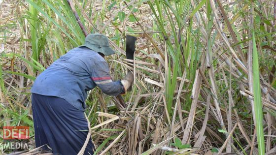 Industrie cannière : une délégation de la Banque mondiale à Maurice
