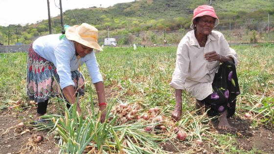 Cultures vivrières : les quatre raisons de la baisse de la production