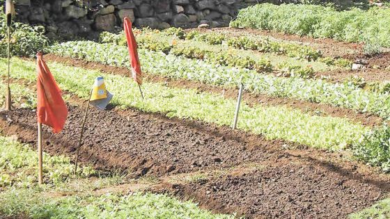 Saison sèche : Canne à sucre et légumes menacés par le manque de pluie