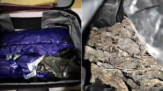 Deux Indiens arrêtés avec Rs 3,4 millions de gandia