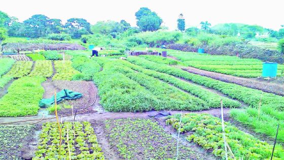 Investissement direct étranger : le Board of Investment vise Rs 15 milliards pour 2017