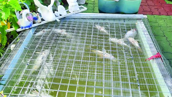 Ses Berry rouges retrouvés morts dans son bassin