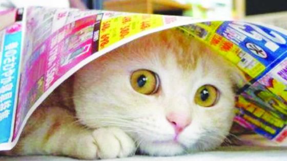 Le stress chez les animaux : mieux vaut prévenir que guérir