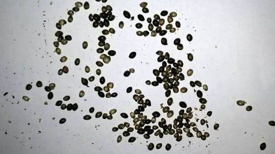 Contrôle policier : détenteur d’un WAP, il circulait avec 213 graines de cannabis…