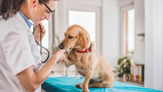 Les avantages de la stérilisation pour votre chien
