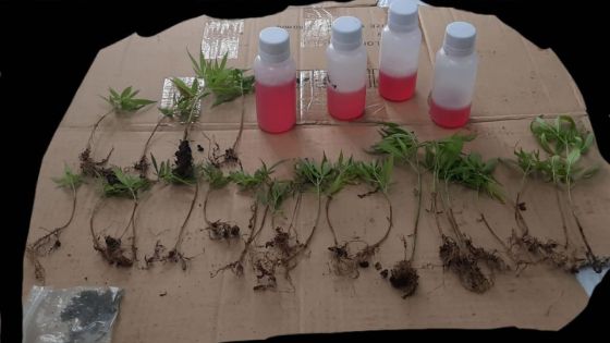 Brisée-Verdière : des plants de cannabis et de la méthadone saisis chez un serveur