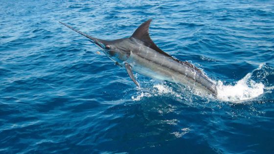Les gros poissons trouvés dans les eaux mauriciennes