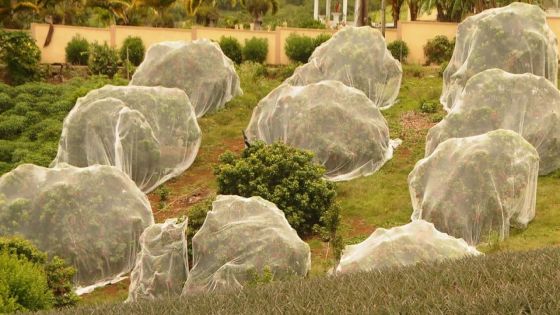 Anti-Bird Net Purchase Scheme : Rs 55 M décaissées par l’État