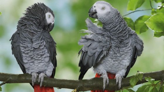 Alerte aux espèces menaçantes : des magasins animaliers dans le collimateur du ministère