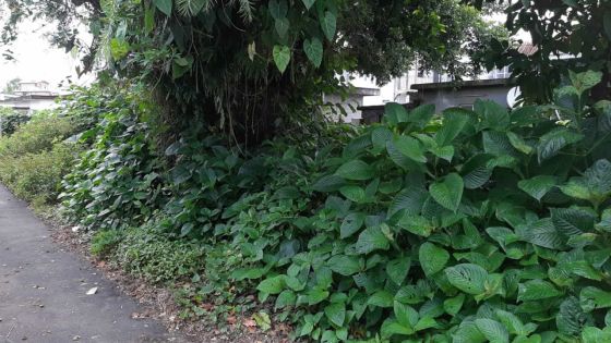 Courrier des lecteurs - à Lislet-Geoffroy, Curepipe : un terrain en friche incommode les habitants 
