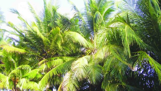 Livraison de 50 cocotiers à la Tourism Authority: il attend son argent depuis janvier