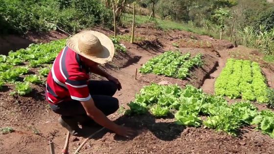 Marchands de légumes et planteurs expriment leur détresse