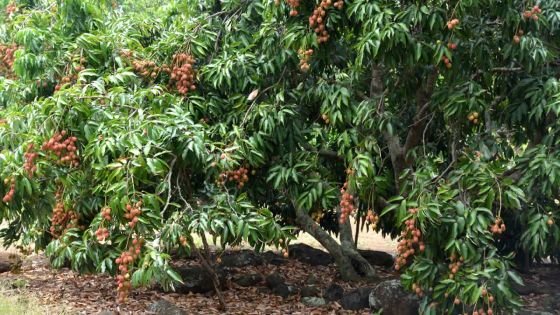 Letchis : une saison 2016 abondante, sauf mauvais temps et chauve-souris