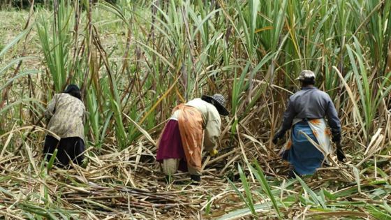 Campagne 2016 : production de 139000 tonnes de sucre en trois mois