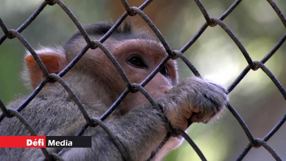 10 000 singes en plus dans la nature tous les ans : des habitants doivent cohabiter avec des primates 