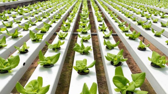 Nouvelle technologie : l’agriculture hydroponique en sera la bénéficiaire