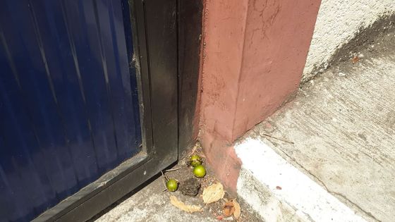 Insolite : un «système limon» à l'extérieur de l'école primaire Rajiv Gandhi à Flacq