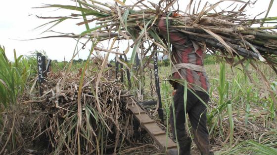 Production de sucre : 390000 tonnes prévues cette année