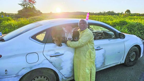 Ses sorties avec les veaux peuvent durer des heures entières. 