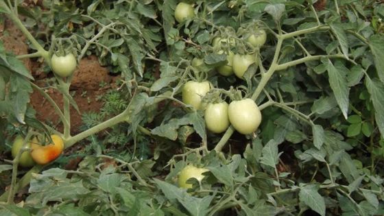 Production de légumes : des pertes estimées à Rs 60000 par arpent