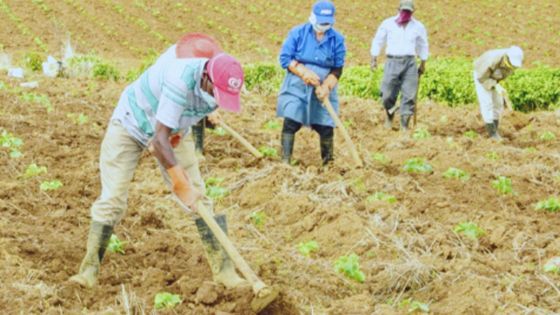 Consommation : les raisons de la hausse des prix des légumes 