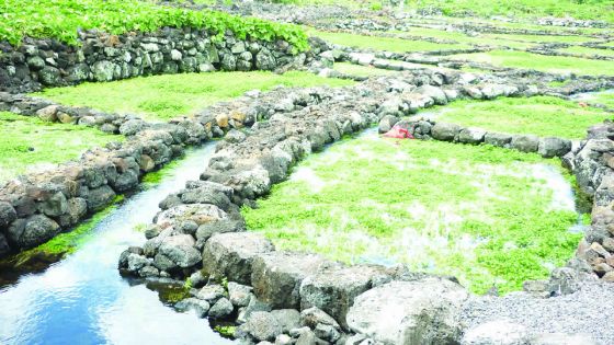 Préservation de l’environnement : on comble des ‘wet lands’ à Verdun