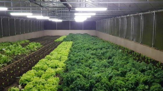 Agriculture bio : ces planteurs qui cultivent des légumes peu communs