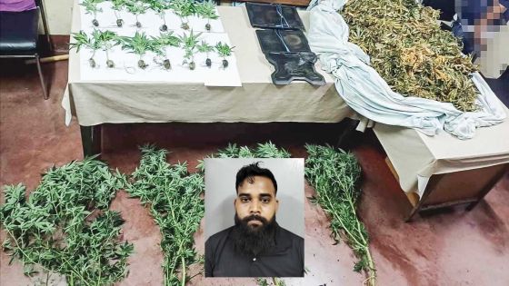 Arrestation d’un homme d’affaires à Quatre-Bornes : un drap renfermant Rs 6,1 millions de cannabis saisi par la Flying Squad