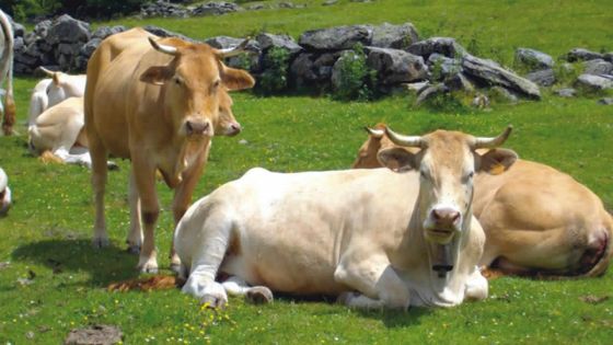 Assemblée nationale: la PNQ de Paul Bérenger axée sur la fièvre aphteuse