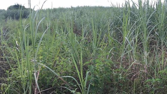 Campagne 2016 – Production de 79 000 tonnes de sucre à fin juillet