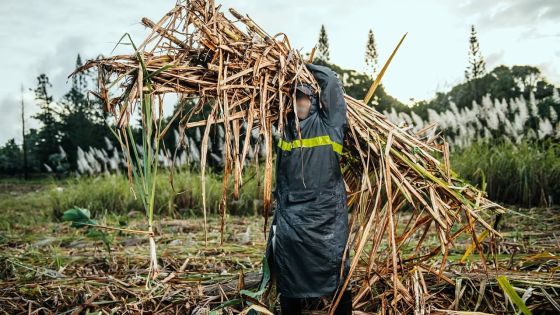Research week à l’UoM : produire du bioplastique avec de la paille de canne à sucre à l’étude