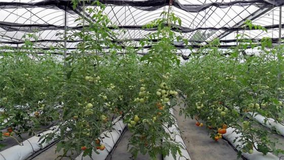 Légumes hydroponiques : les producteurs réclament une fixation des prix