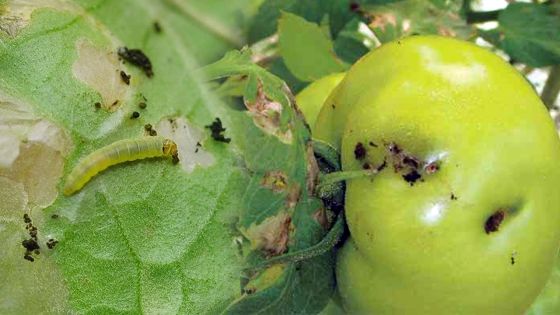 Agriculture : les pommes d’amour en danger