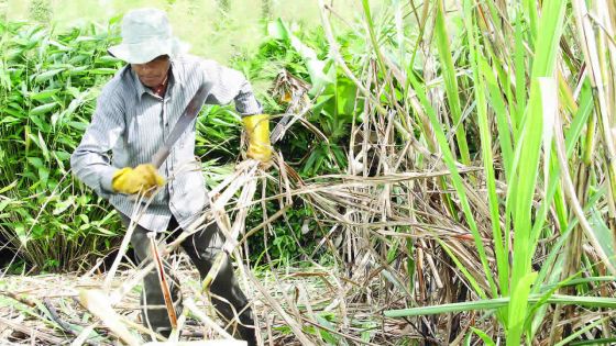 Industrie sucrière : À quand les nouvelles négociations collectives ?