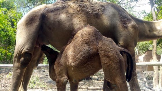 Le premier dromadaire mauricien est né à Casela