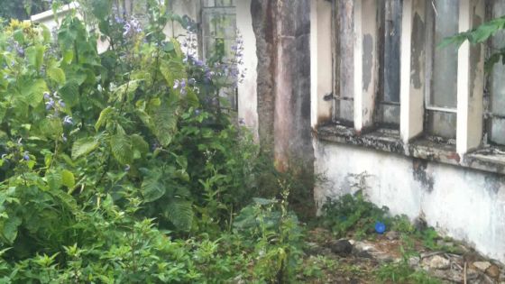 Terrains en friche : des actions plus sévères réclamées contre les propriétaires négligents