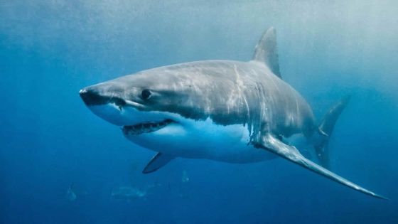 Présence de requins dans les lagons : les fermes aquacoles pointées du doigt