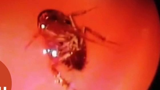 Inde : un cafard lui trottait dans la tête