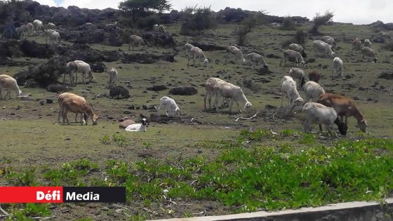 Fièvre aphteuse à Rodrigues : la campagne de vaccination démarre ce lundi 
