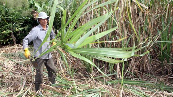 Budget 2017-18 - Agriculture : le gouvernement veut assurer l’avenir de la canne