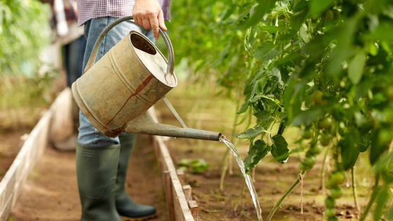 Agriculture raisonnée des jardins de Médine : 3 700 tonnes de légumes attendues