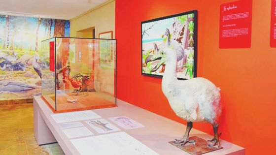 La Vanille Crocodile Park : le dodo, toute une histoire