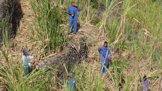 Production sucrière : trois nouvelles variétés pour soutenir une industrie en crise